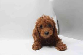 Mini Goldendoodle
