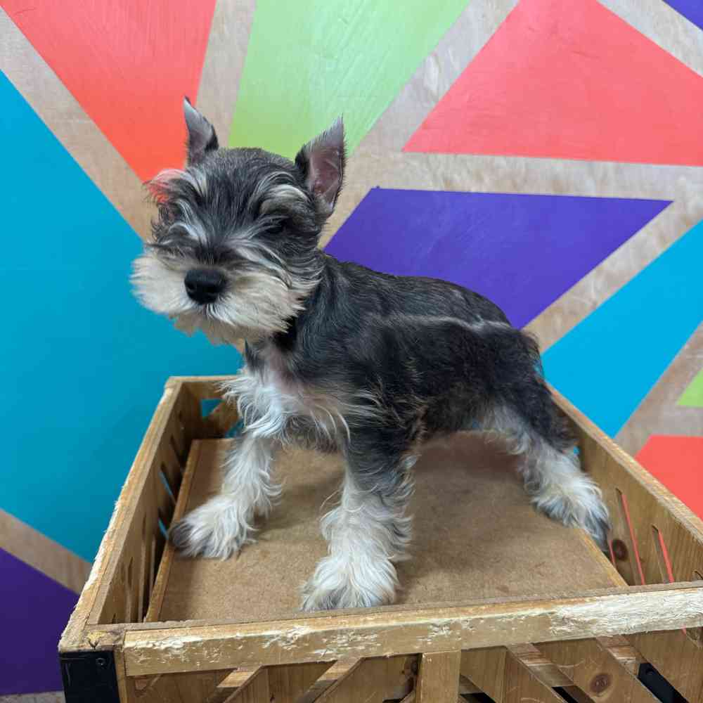 Image of a pet breed in the gallery