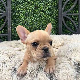 French Bulldog