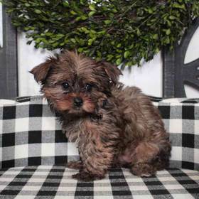 Yorkie