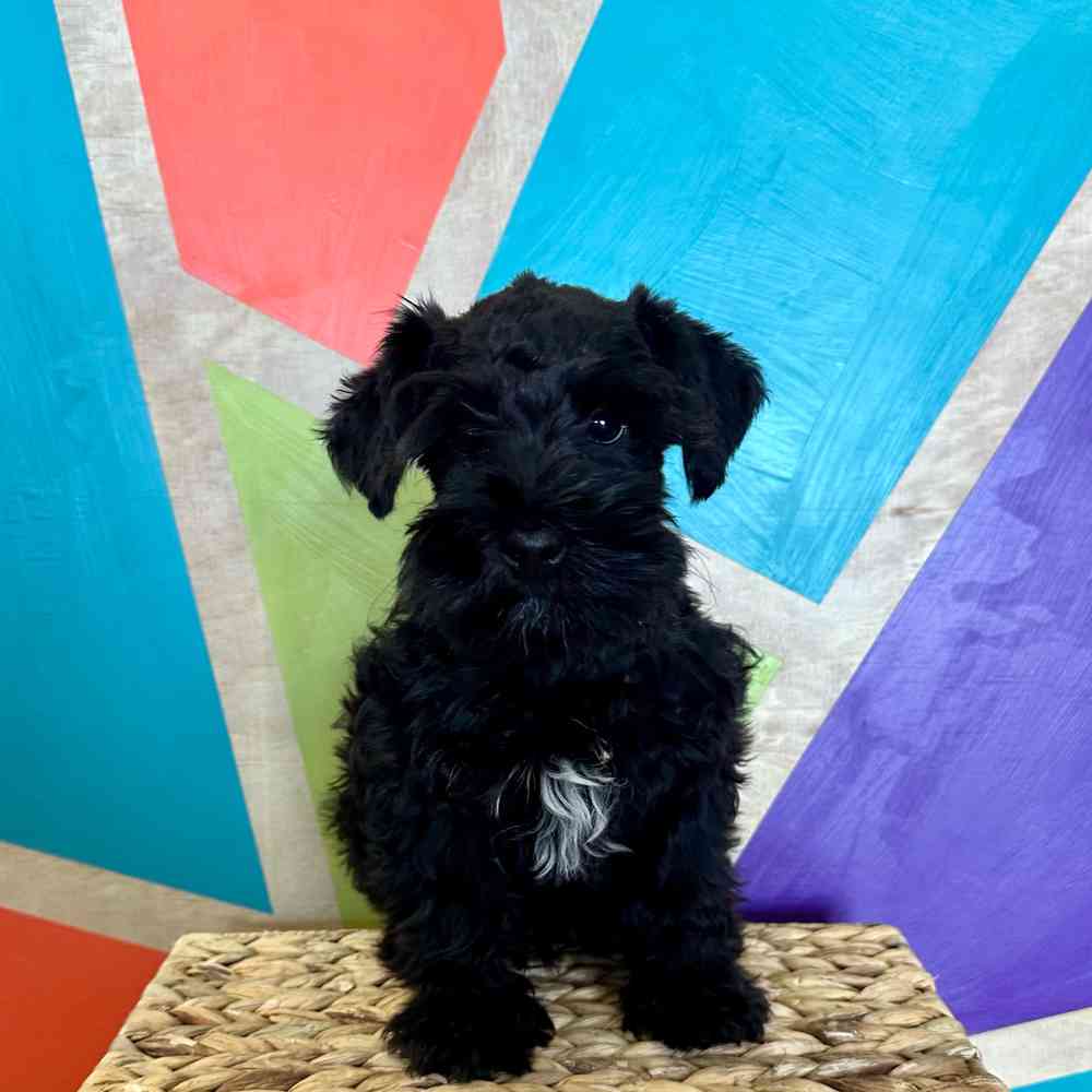Image of a pet breed in the gallery