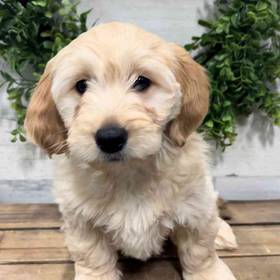 Mini Goldendoodle