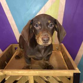 Mini Dachshund