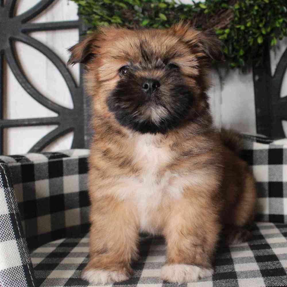 Male Shih Tzu-Pom Puppy for sale