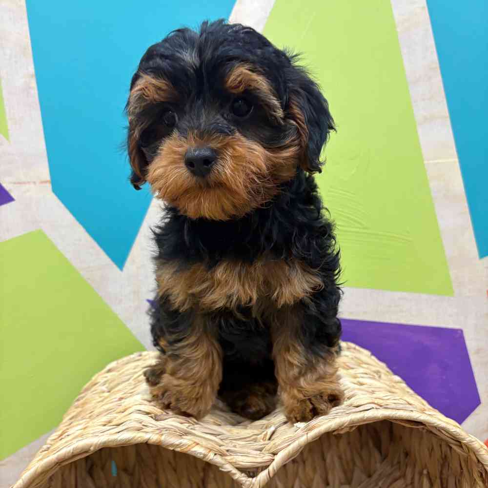 carousel pet images