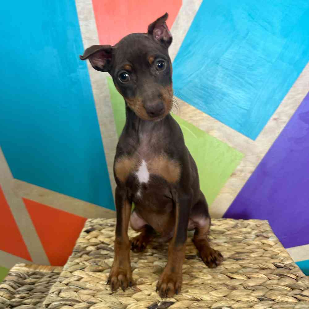 Image of a pet breed in the gallery