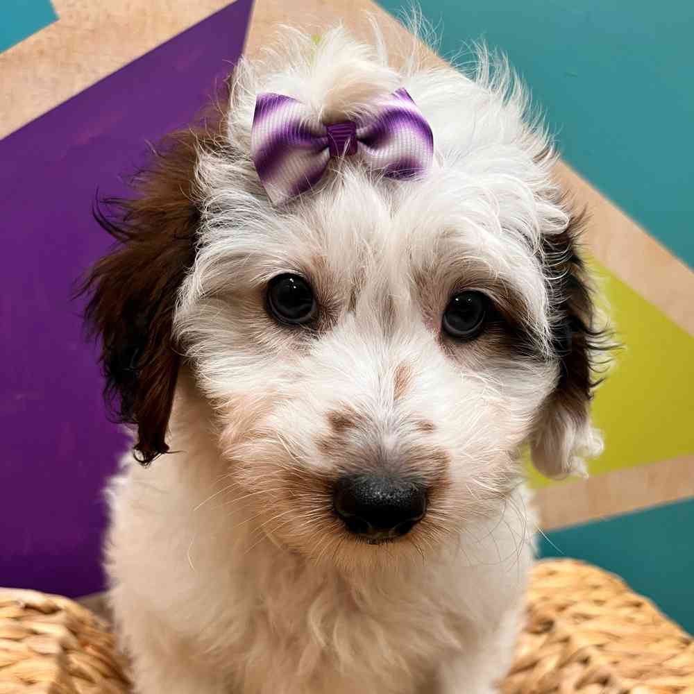 carousel pet images