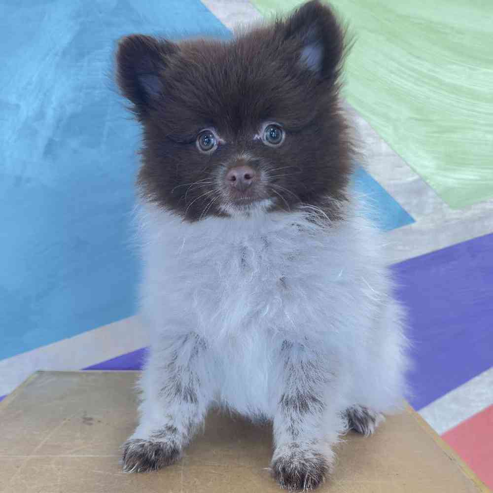 Male Pomeranian Puppy for Sale in Rogers, AR