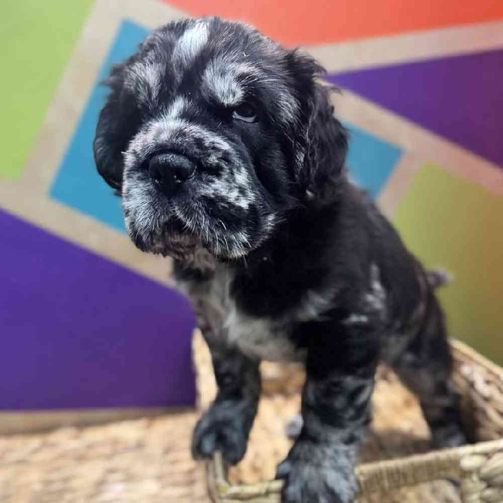 carousel pet images