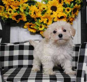 Maltipoo