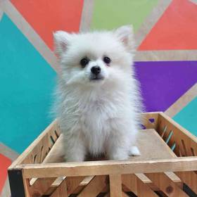 Pomeranian