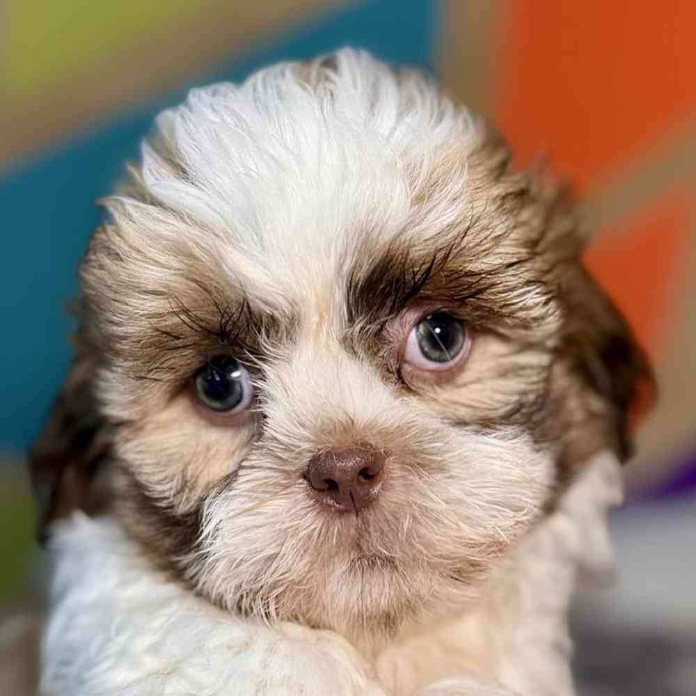 Image of a pet breed in the gallery