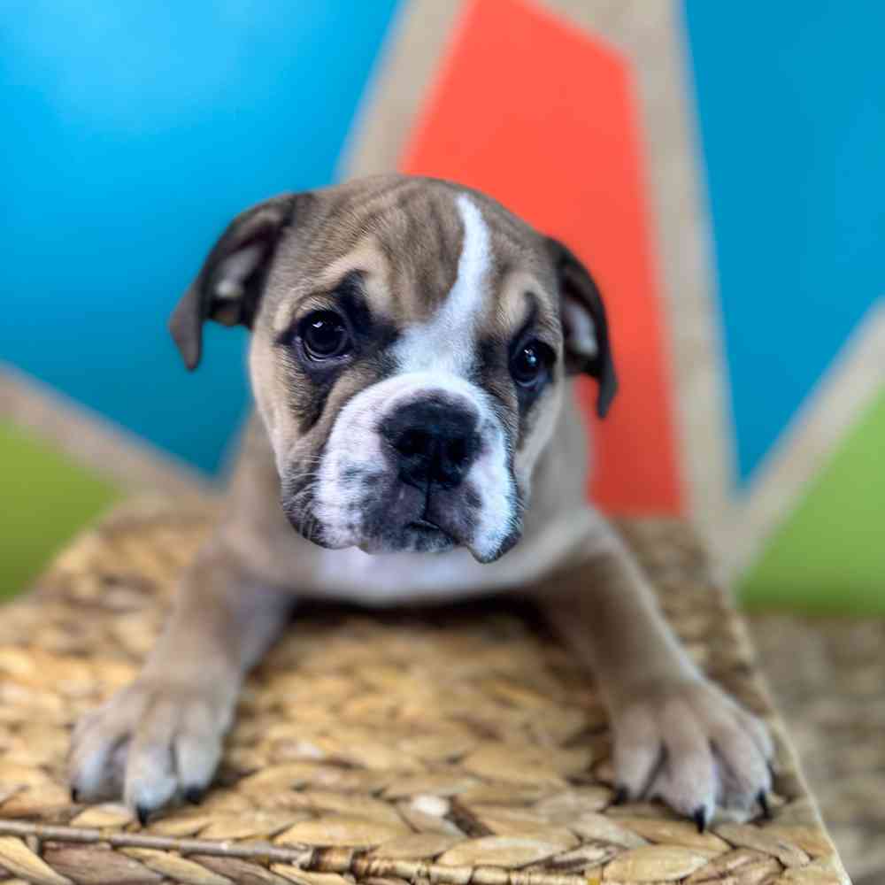 carousel pet images