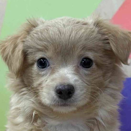 Chewy