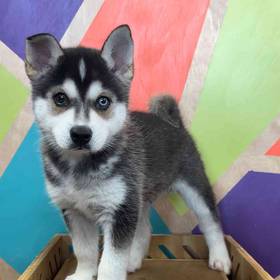 Alaskan Klee Kai