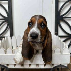 Basset Hound