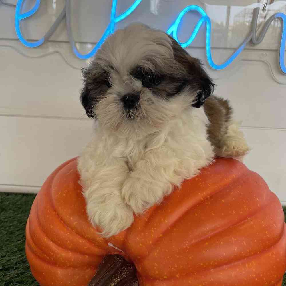 Male Shih Tzu Puppy for sale