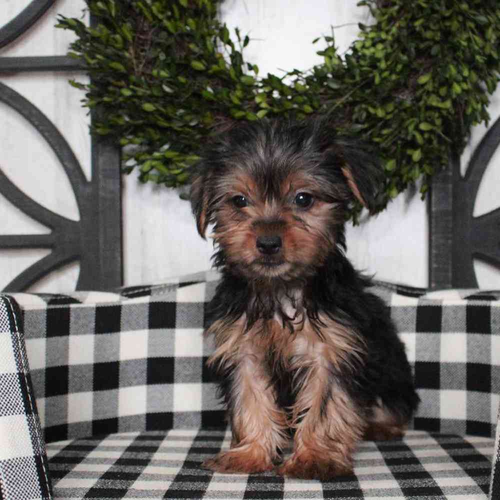 Female Yorkie Puppy for sale