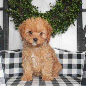 Cavapoo