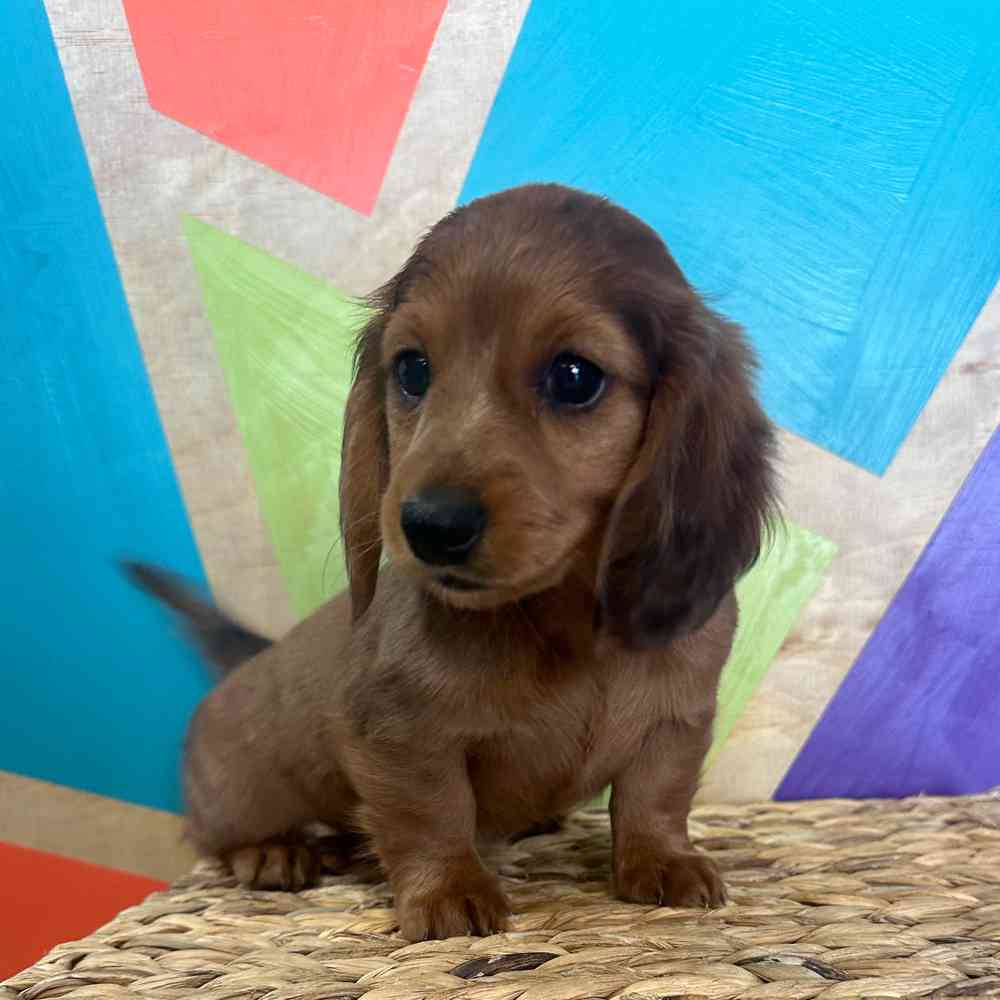 carousel pet images