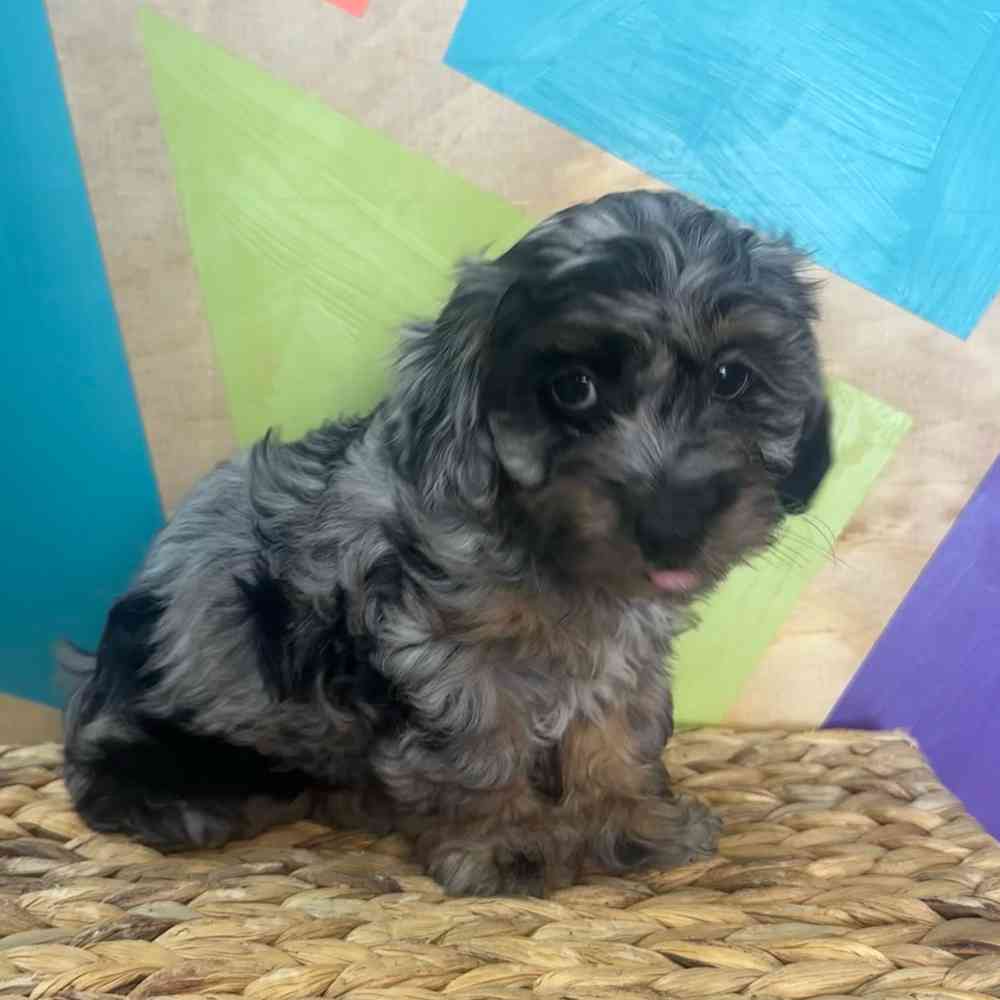 carousel pet images