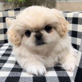 Pekingese