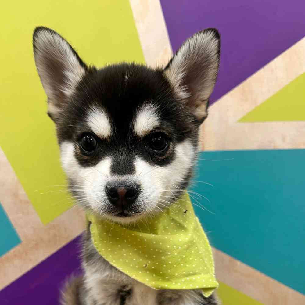 carousel pet images