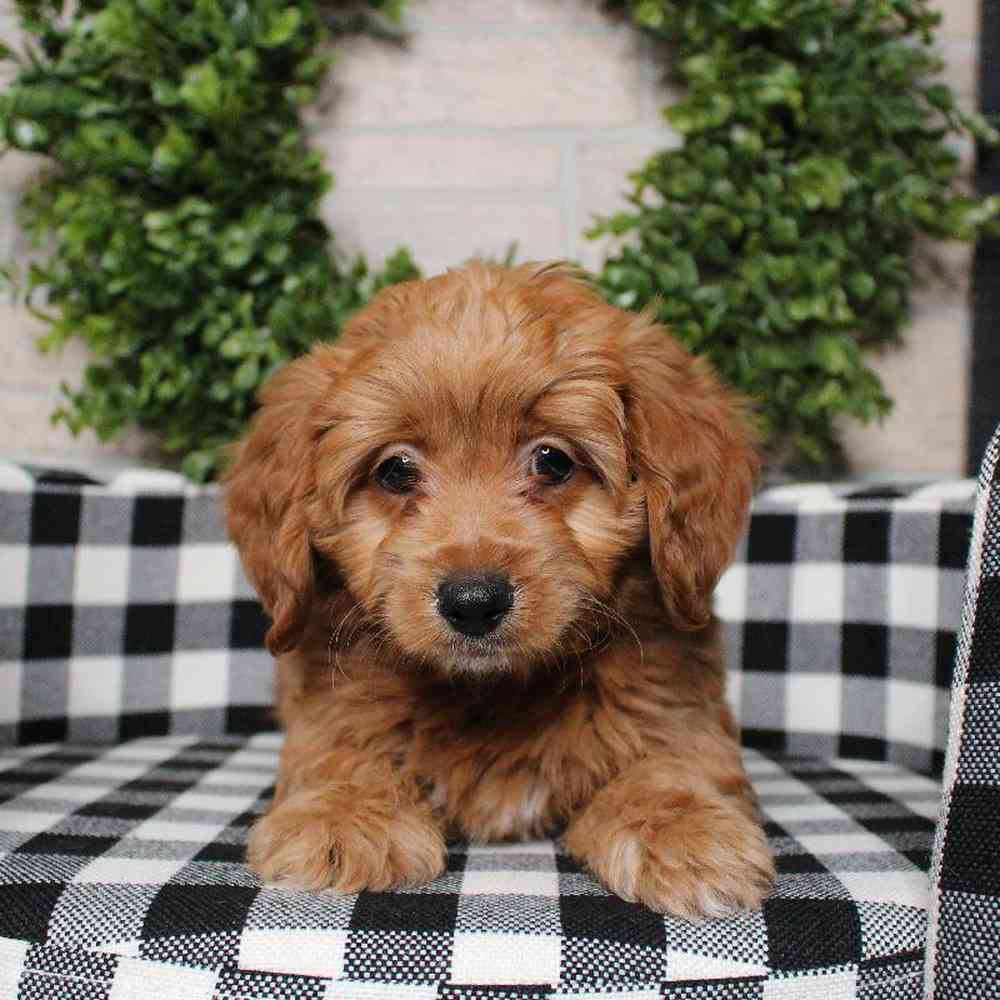 carousel pet images