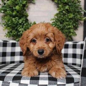 Mini Goldendoodle