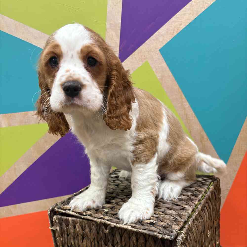 carousel pet images