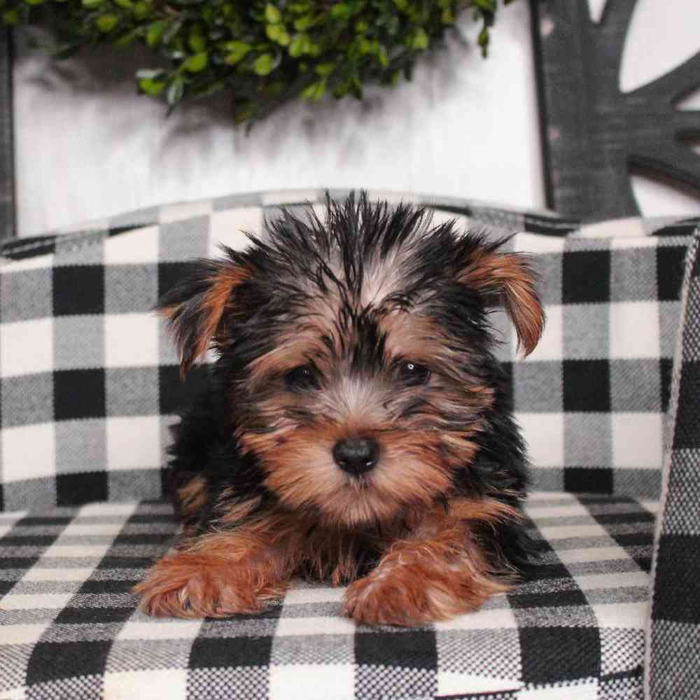 Female Yorkie Puppy for sale