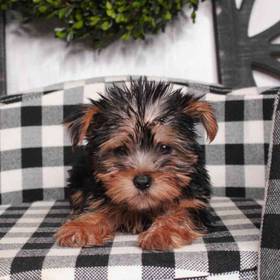 Yorkie