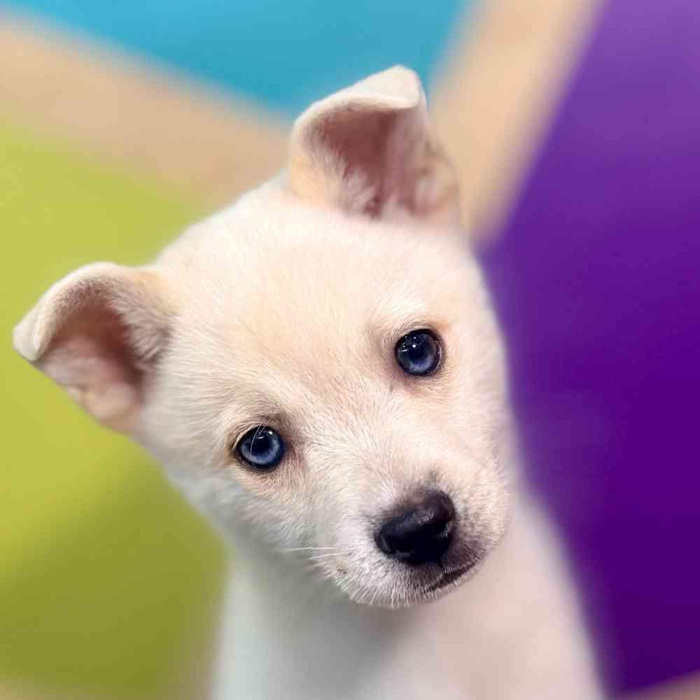 Image of a pet breed in the gallery