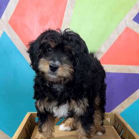 Mini Bernedoodle