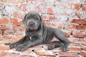 Cane Corso
