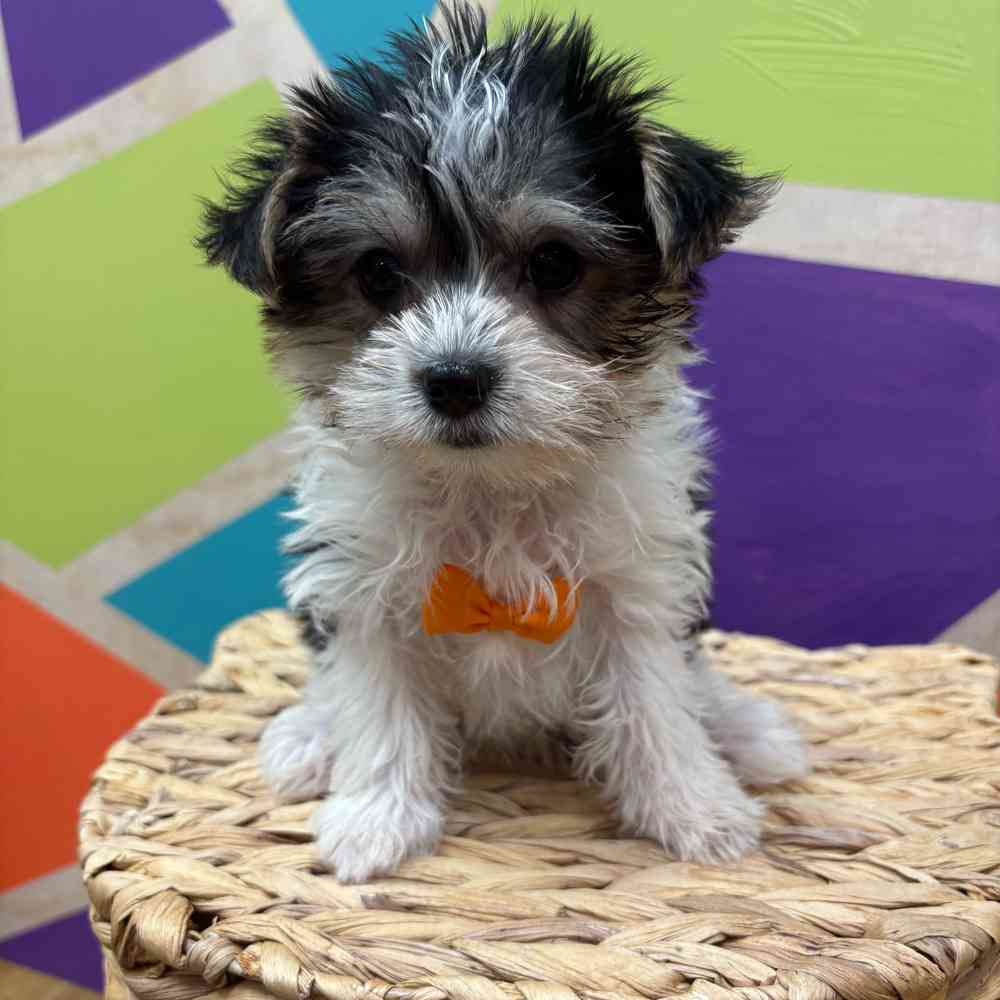 Image of a pet breed in the gallery
