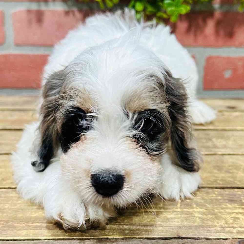 carousel pet images