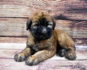 Soft Coated Wheaten Terrier