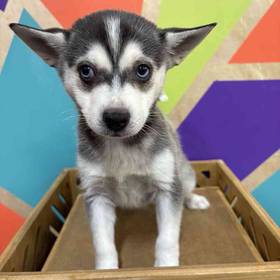 Alaskan Klee Kai