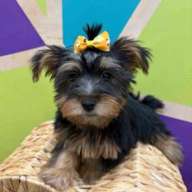 Silky Terrier