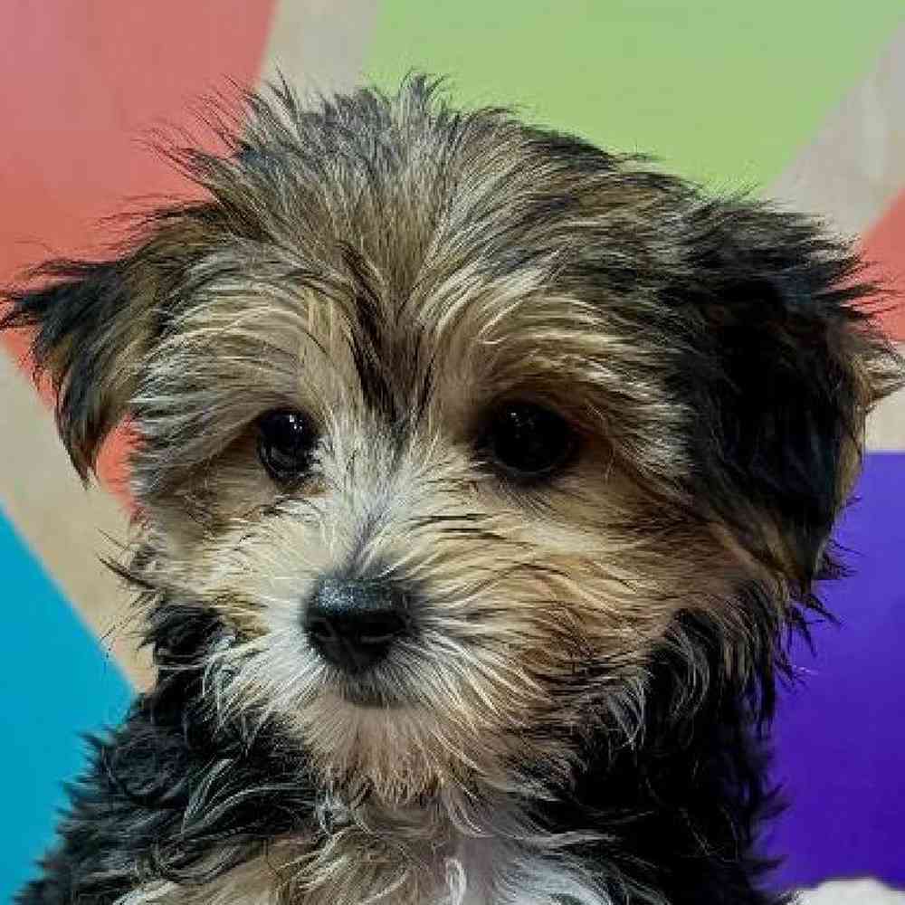 Male Morkie Puppy for Sale in Joplin, MO