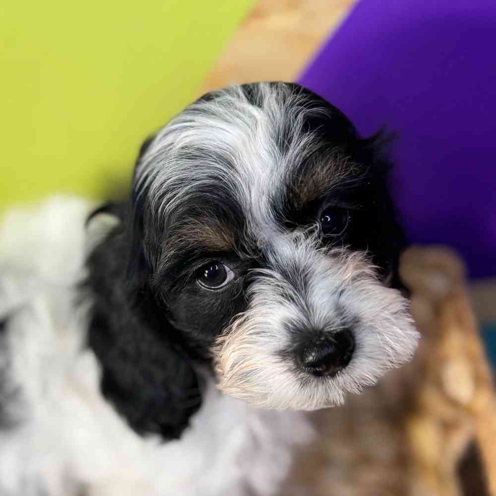 carousel pet images