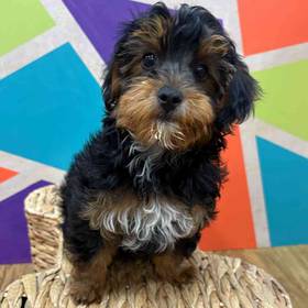Toy Yorkie-Poo