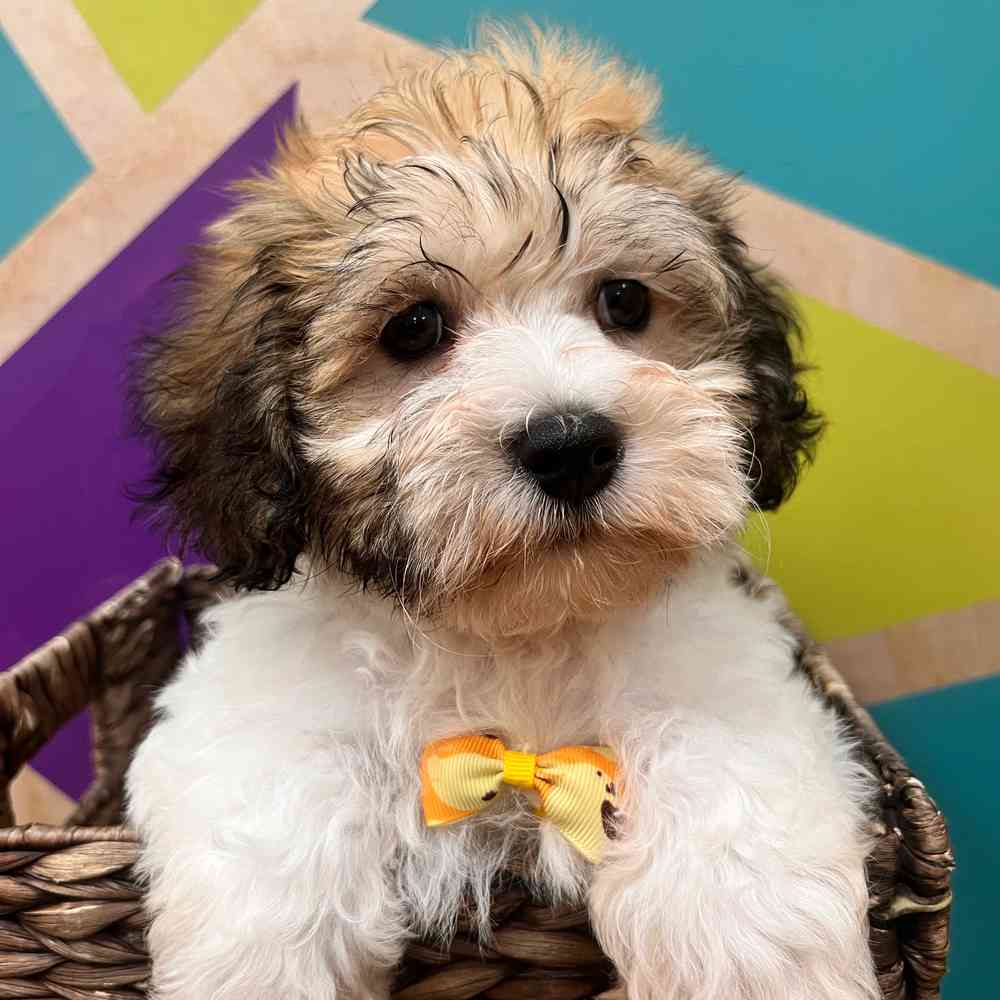 carousel pet images