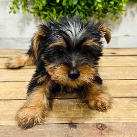 Yorkie