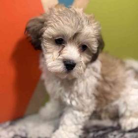 Teddy Bear