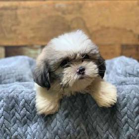 Shih Tzu