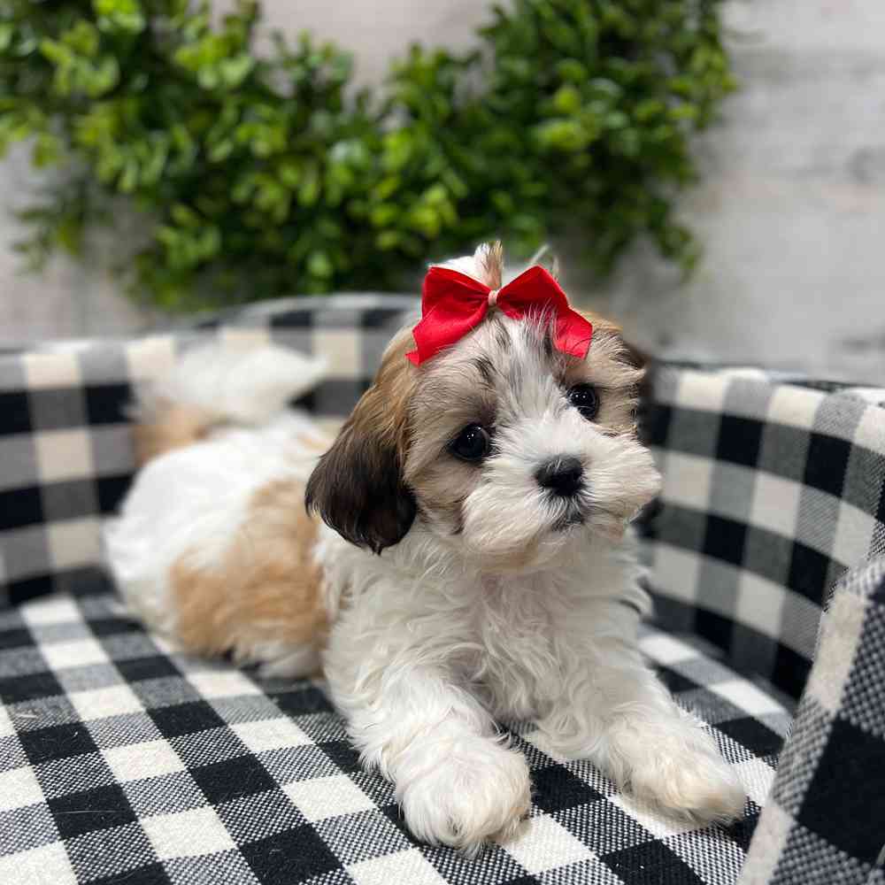 carousel pet images