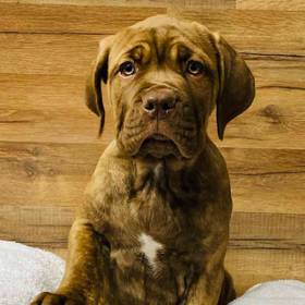 Neopolitan Mastiff