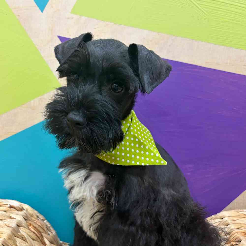 carousel pet images
